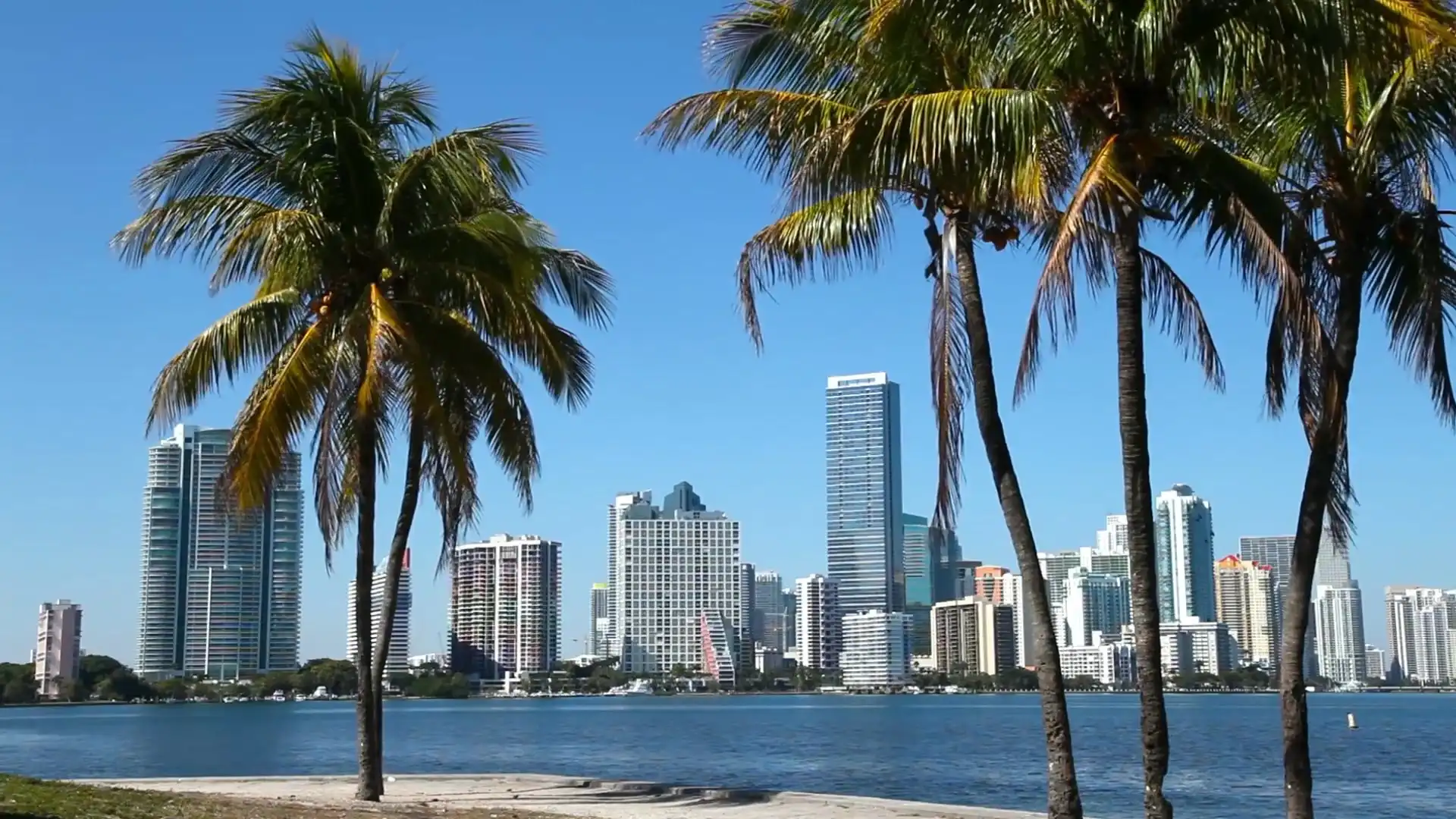 The Miami skyline through palms on Biscayne Bay
